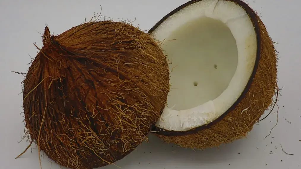 coconut