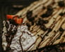 Best Way to Layer Milkmaid Mixtures Over Crushed Oreo