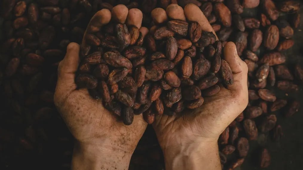 Cocoa Powder Vs Dark Chocolate Bars For Baking