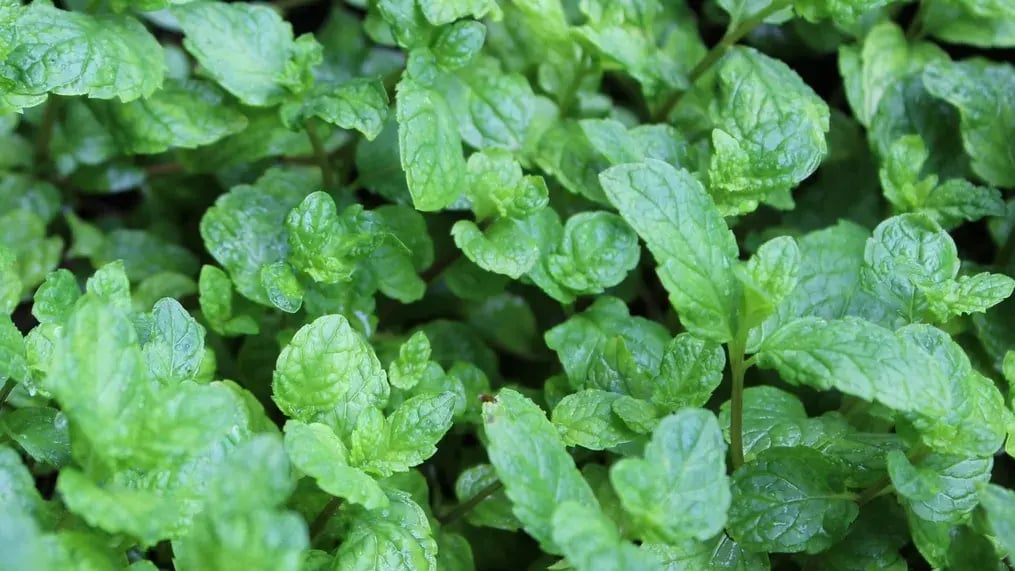 Mint
