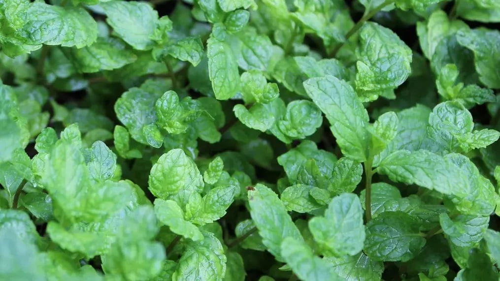 Mint Leaves