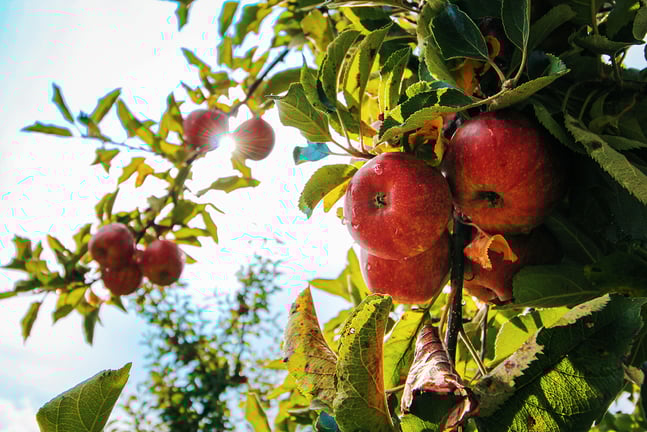 Delicious Ways to Enjoy Apple Desserts in the Season of Fall 