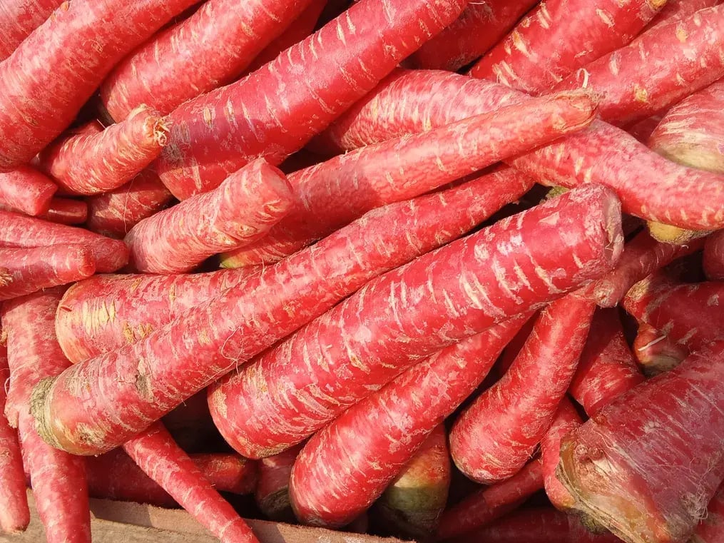 Fresh Tender Red Carrots