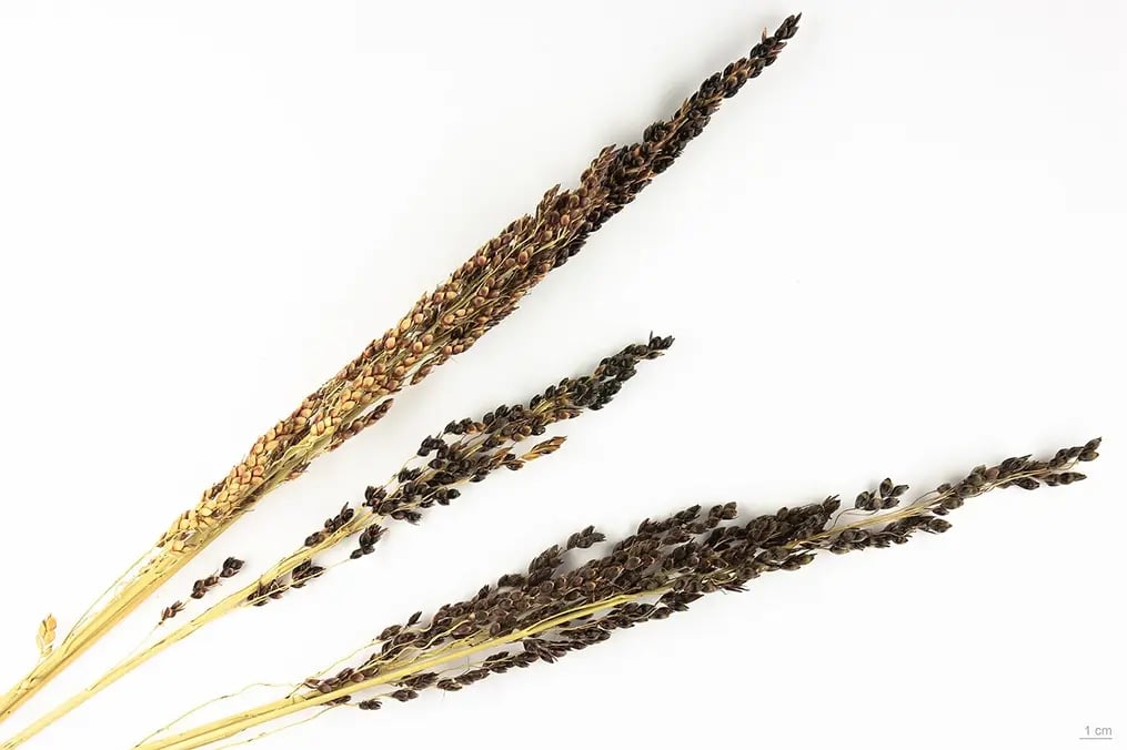 jowar-or-sorghum