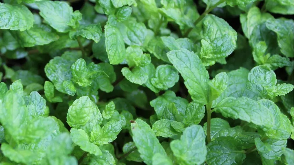 Mint Leaves