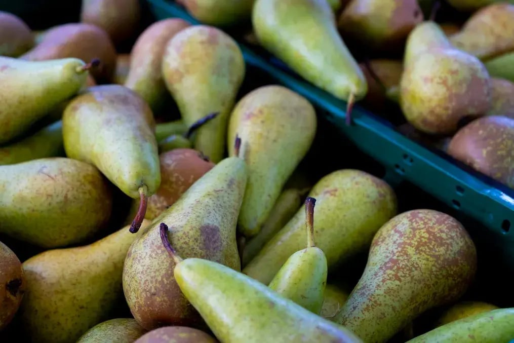 Choosing the Perfect Pears