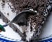 Milkmaid Almond Dessert with No-Bake Oreo Crust