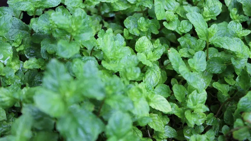 Fresh Mint Leaves