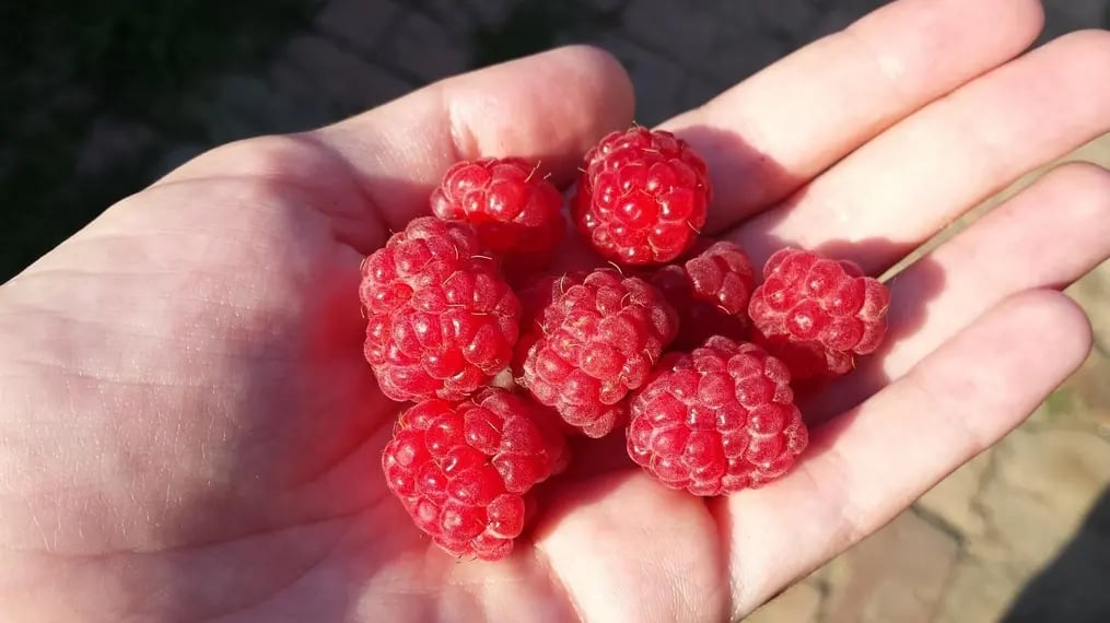 fresh raspberries