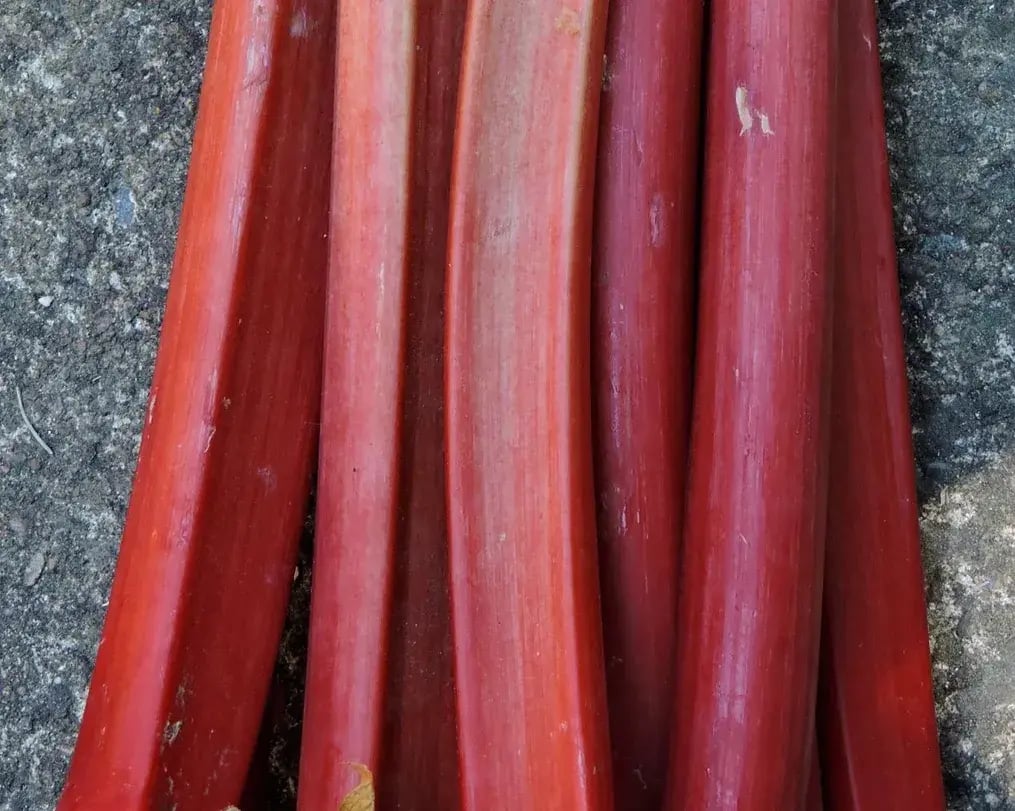 Rhubarb Stems For The Filling