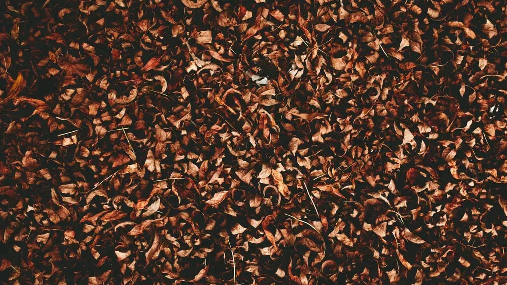 Dairy Milk Flakes
