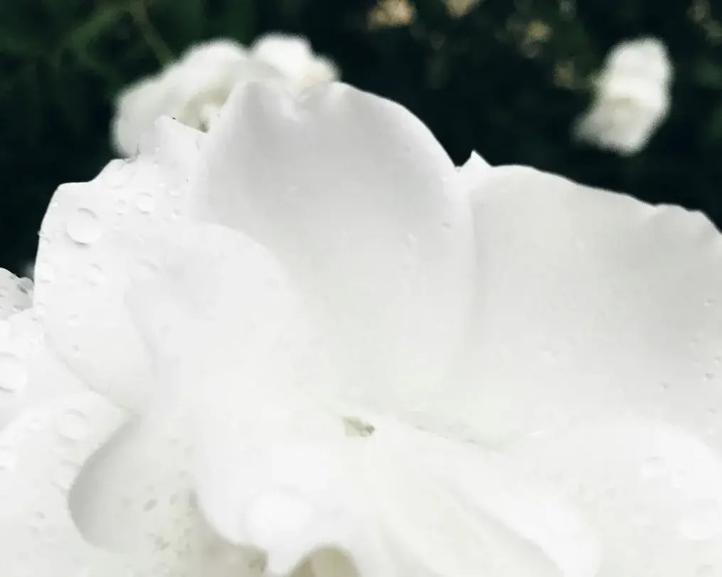 Freshly whipped cream