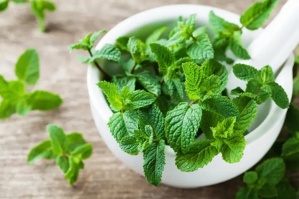 fresh mint leaves